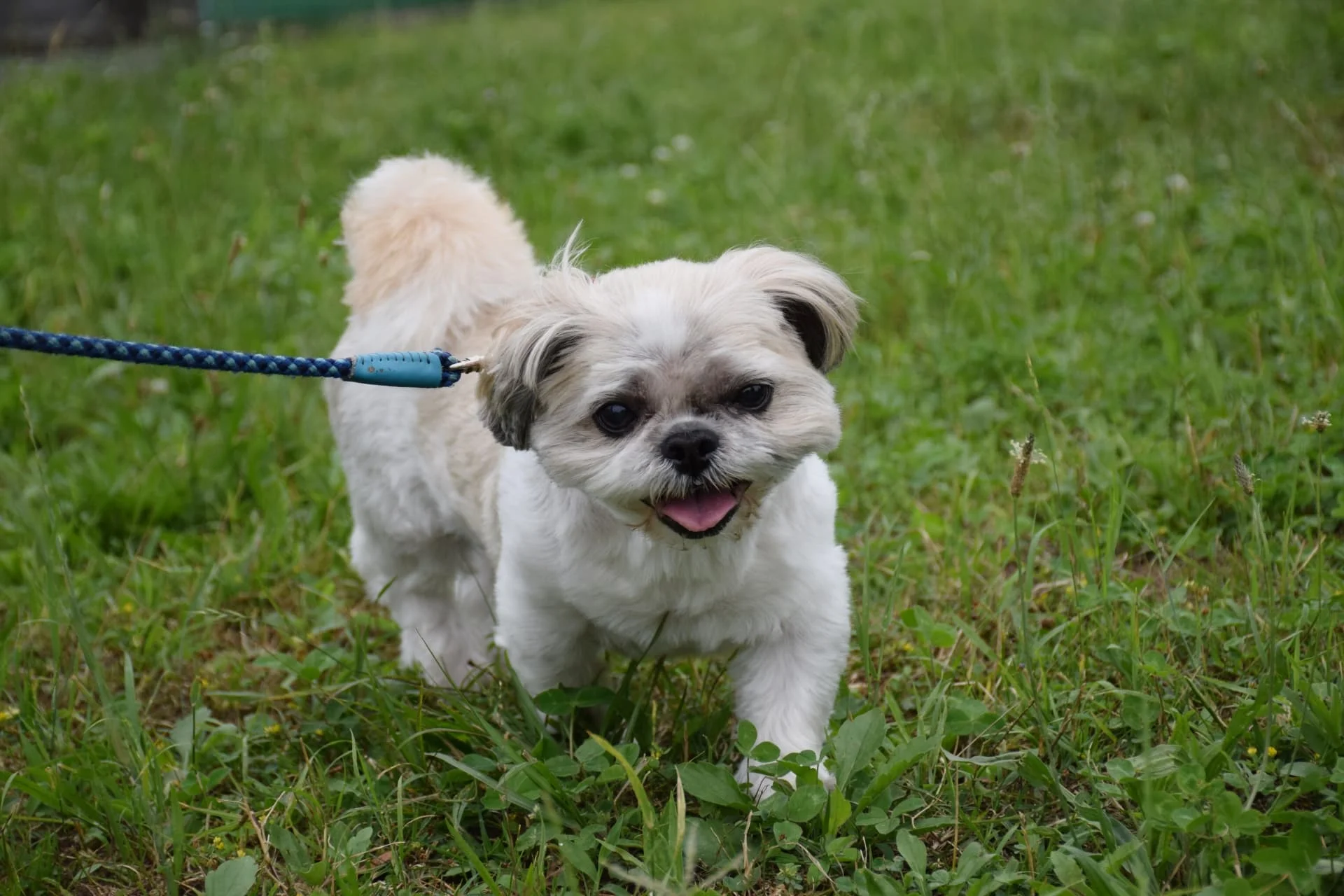 垂れ耳がかわいい犬種10選！飼育のポイントや注意点を紹介します